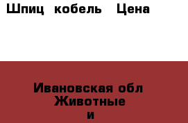 Шпиц  кобель › Цена ­ 5 000 - Ивановская обл. Животные и растения » Собаки   